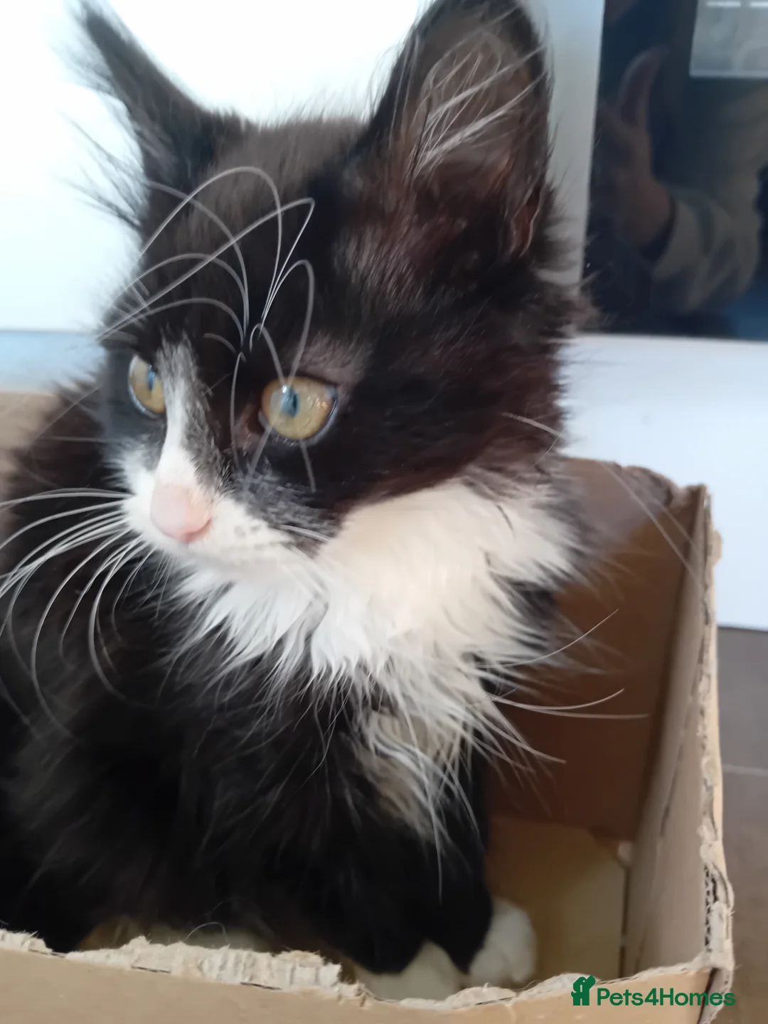 Mixed Breed cats for sale: 1 male fluffy Tuxedo 1 female short haired Tuxedo  in Brighton - Advert 2