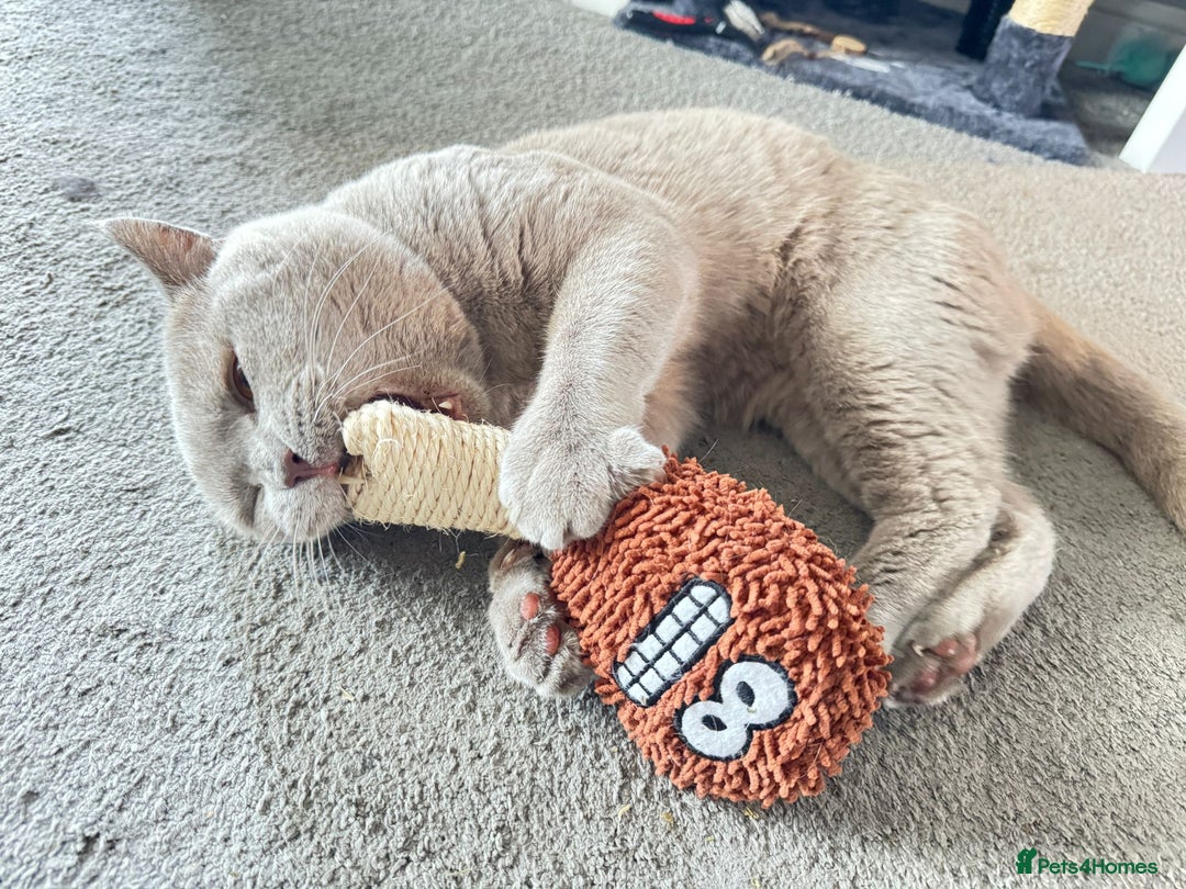 British Shorthair cats for stud: Teddy in Aylesbury - Advert 12