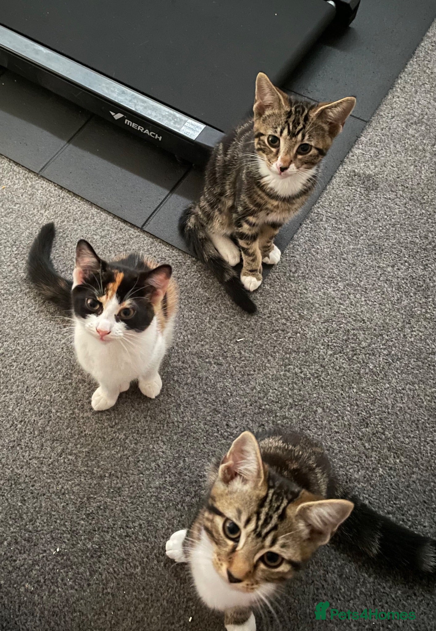 British Shorthair cats 3 kittens - Advert 4