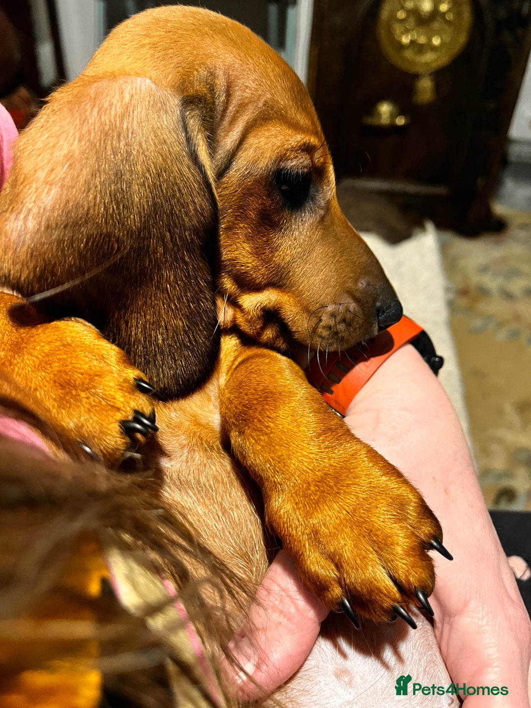 Dachshund dogs for sale: KC REG STANDARD SMOOTH HAIR DACHSHUND MALE PUPS - Advert 3