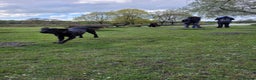 Labrador Retriever dogs for stud: Black Labrador for stud - North West - Proven stud in Saint Helens - Advert 17