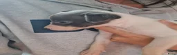 Whippet dogs for sale: Kc registered whippets - Advert 12