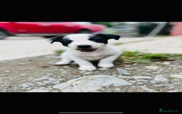 Border Collie dogs for sale: Border collie puppies.  - Image 2