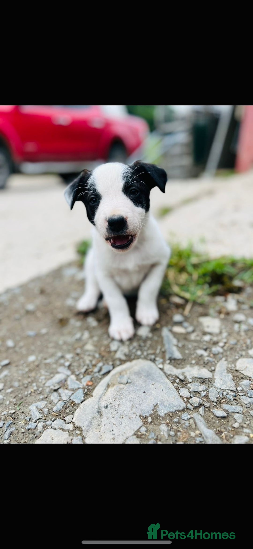 Border Collie dogs for sale: Border collie puppies.  - Image 2