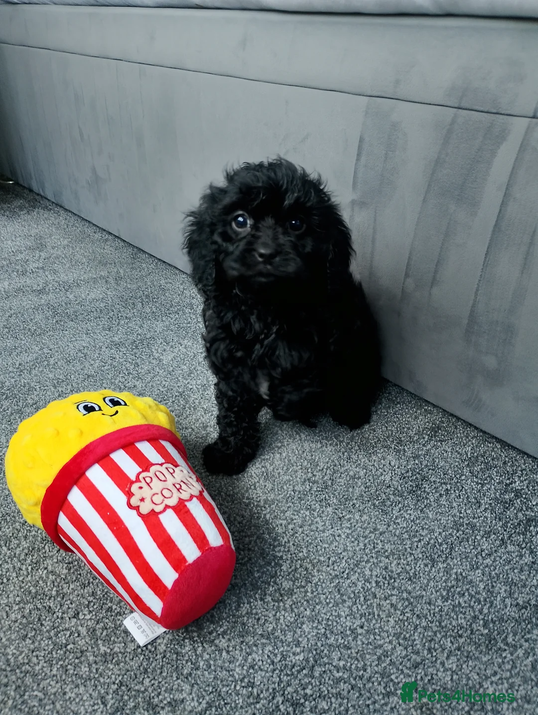 Cavapoo dogs for sale: Stunning F1 Cavapoos ready now ! - Advert 8