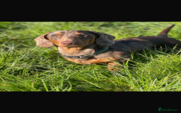 Dachshund dogs for sale: Gorgeous Dappled Dachshund Boy - Image 7