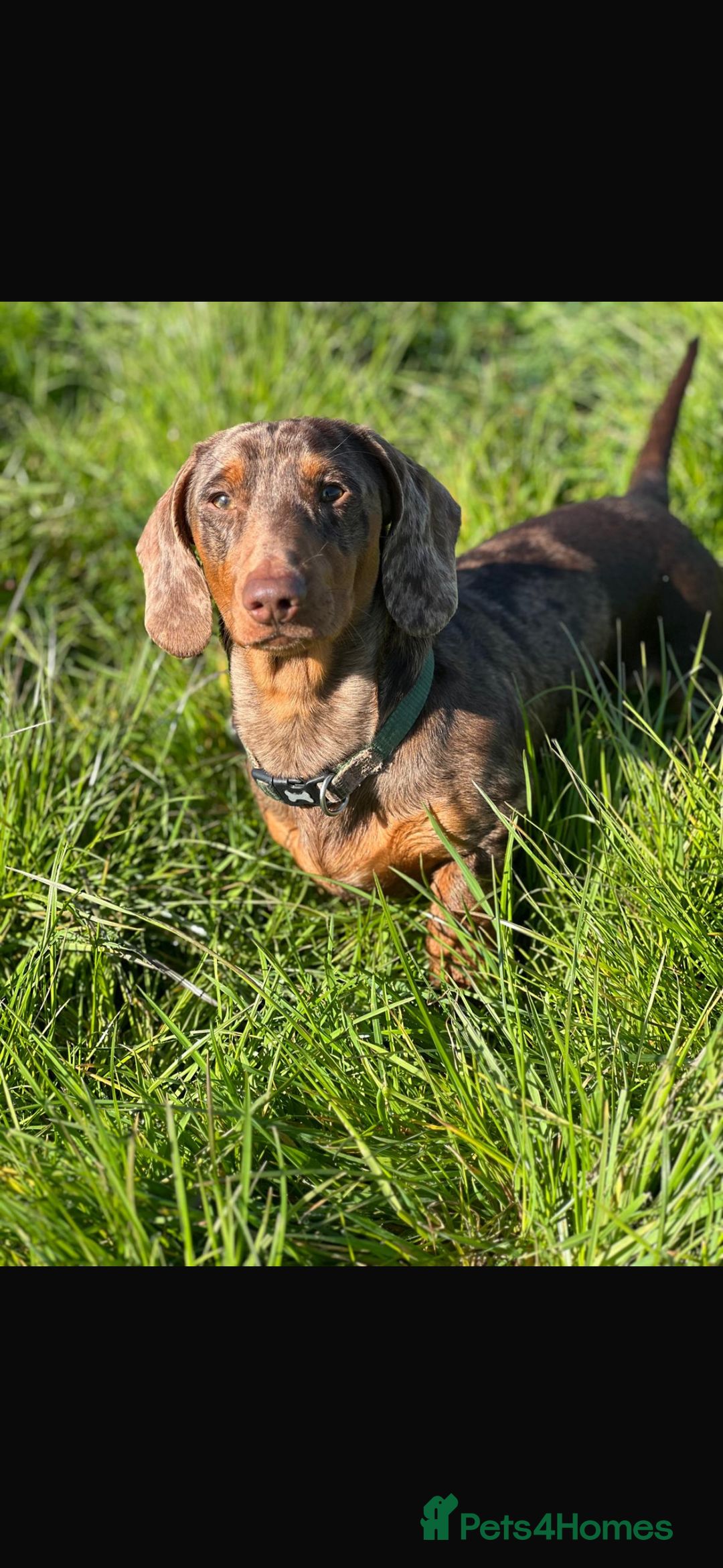 Dachshund dogs for sale: Gorgeous Dappled Dachshund Boy - Image 7