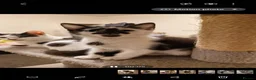 Mixed Breed cats for sale: Lovely kittens looking for forever homes - Advert 11