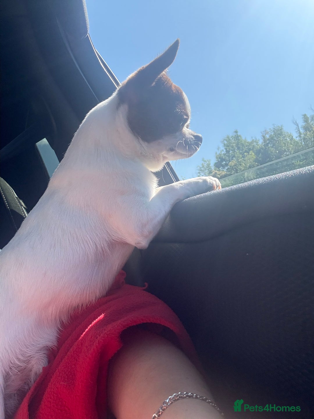 Chihuahua dogs for stud: Lucky  - Advert 3