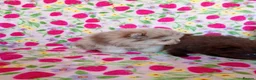 Pomeranian dogs for sale: FEMALE Chocolate Pomeranian READY TO LEAVE  - Advert 15