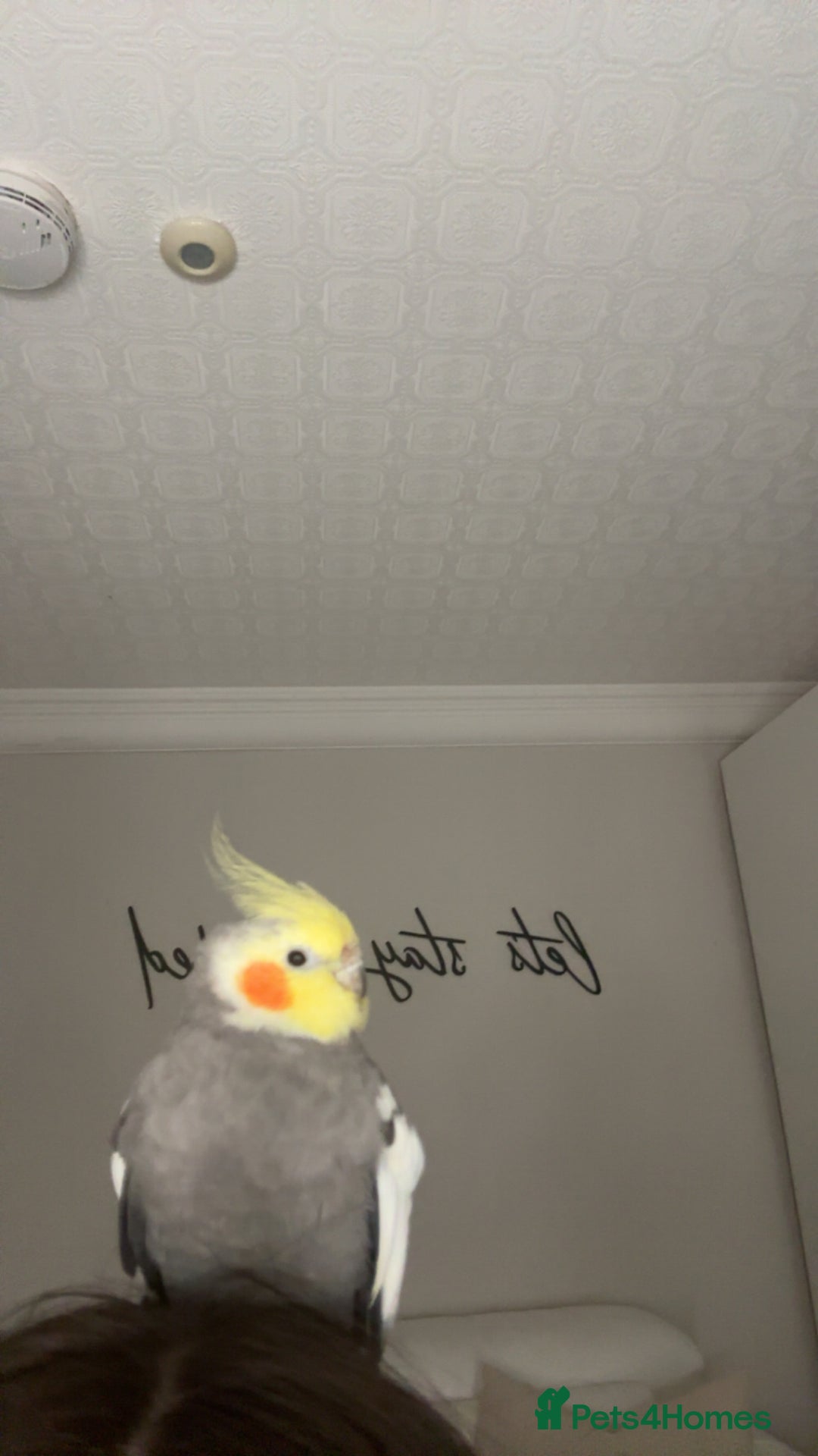 Cockatiels birds for sale: cockatiel and quaker parrot - Advert 7