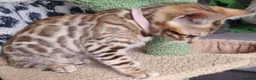 Bengal cats for sale: Stunning TICA Registered Bengal Kittens - Advert 6