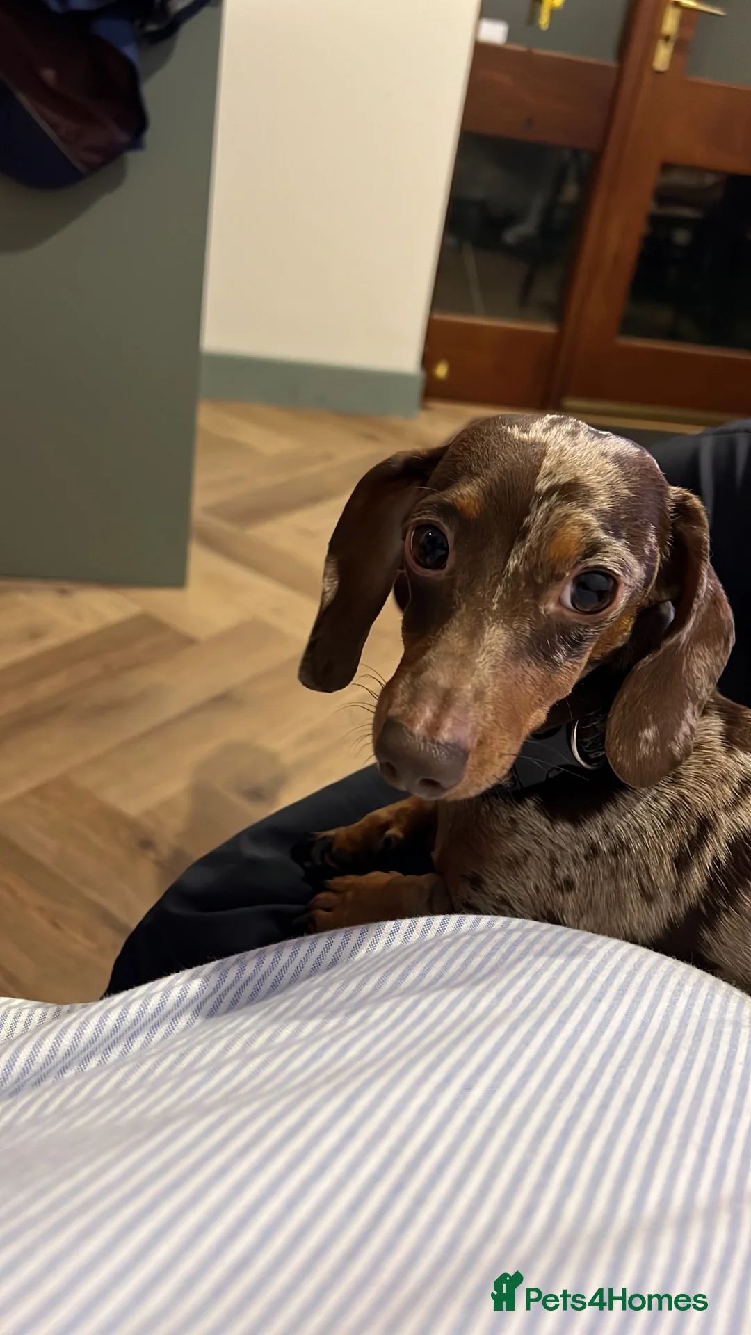 Miniature Dachshund dogs for stud: MINIATURE DACHSHUND STUD AVAILABLE - Advert 2