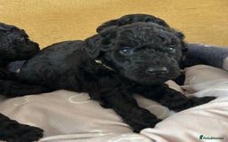 Miniature Poodle dogs for sale: Miniature Poodle Puppies  - Image 8