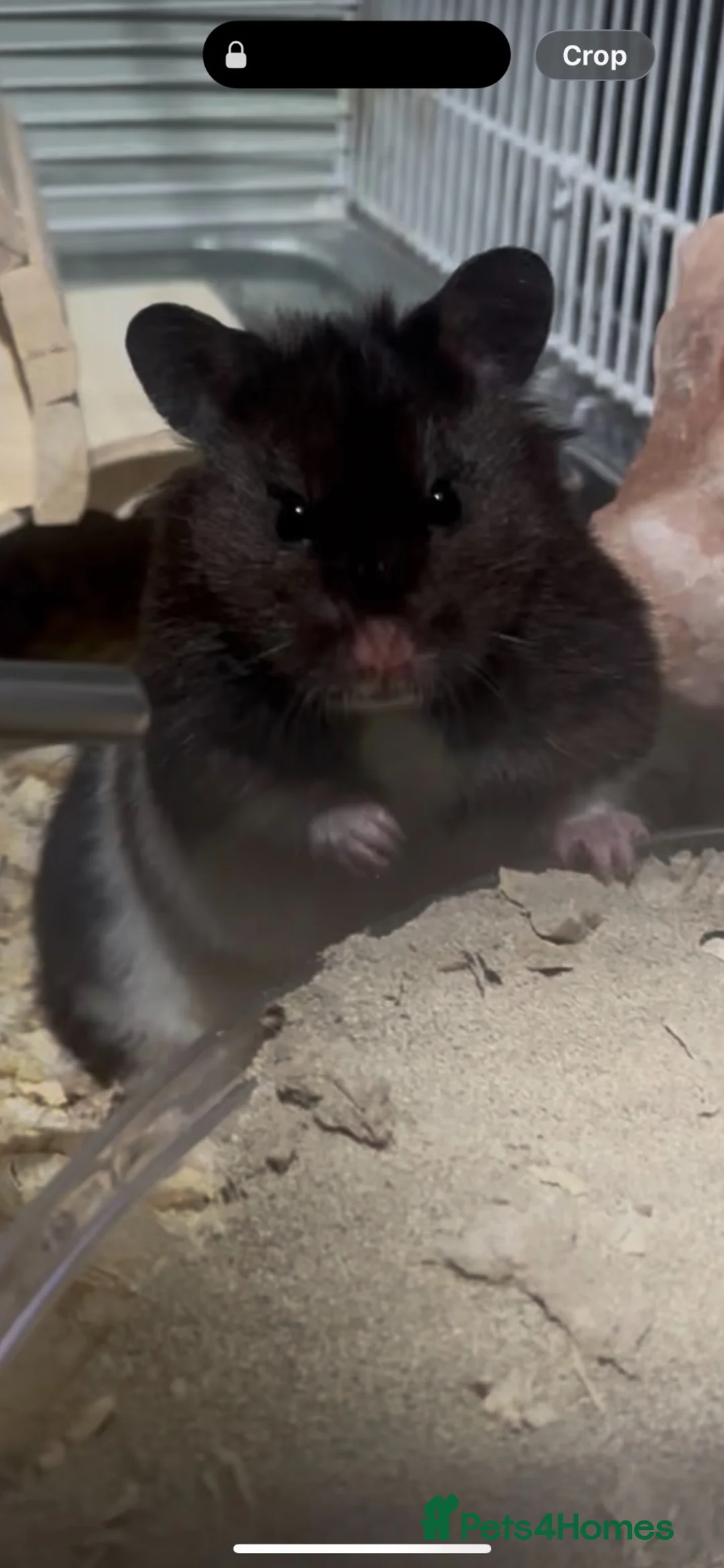 Hamster rodents for sale: hamster  - Advert 2