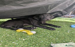 Labrador Retriever dogs for sale: Last black lab bitches available  - Image 24