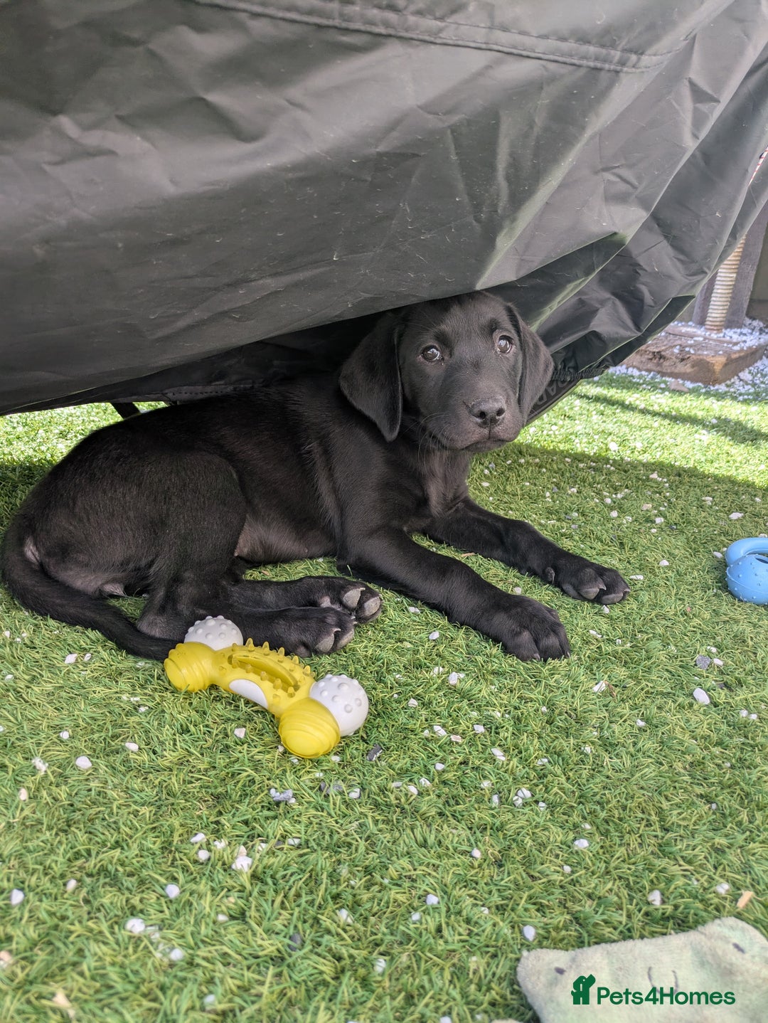 Labrador Retriever dogs for sale: Last black lab bitches available  - Image 24