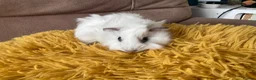 Guinea Pig rodents for sale: Gorgeous baby Guinea Pigs - Advert 7