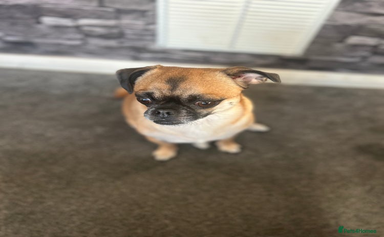 Chug dogs Winston - Chug - Advert 1