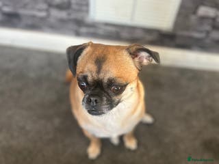 Chug dogs Winston - Chug - Advert 3