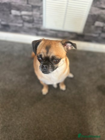 Chug dogs Winston - Chug - Advert 1