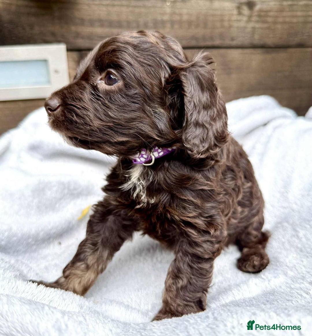 Cockapoo dogs for sale: 🤎🧡F1 Extensively Health Tested Cockapoos🧡🤎 - Image 17