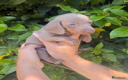 Miniature Dachshund dogs for sale: Kennel Club Miniature Dachshunds - Image 4