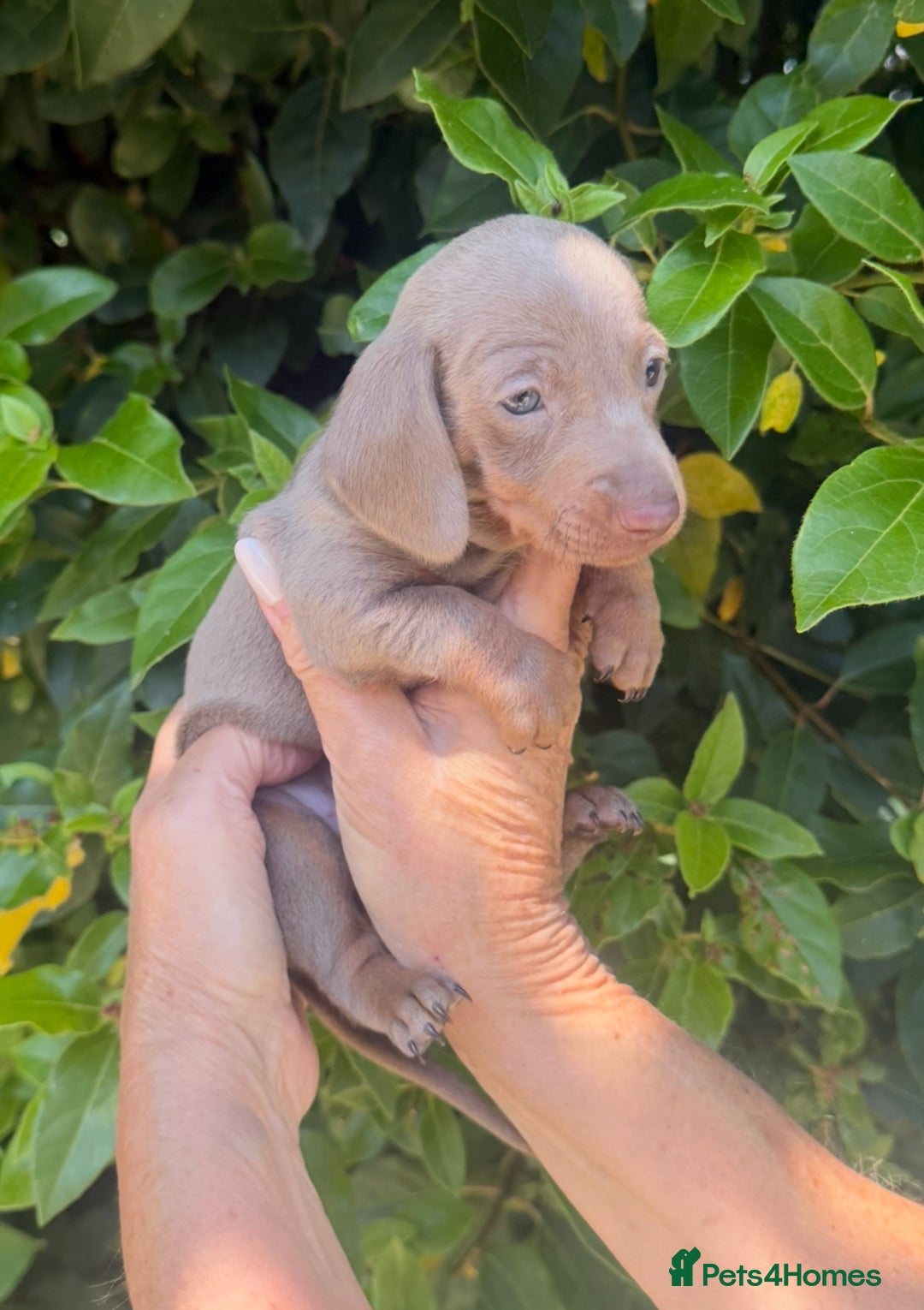 Miniature Dachshund dogs for sale: Kennel Club Miniature Dachshunds - Image 4