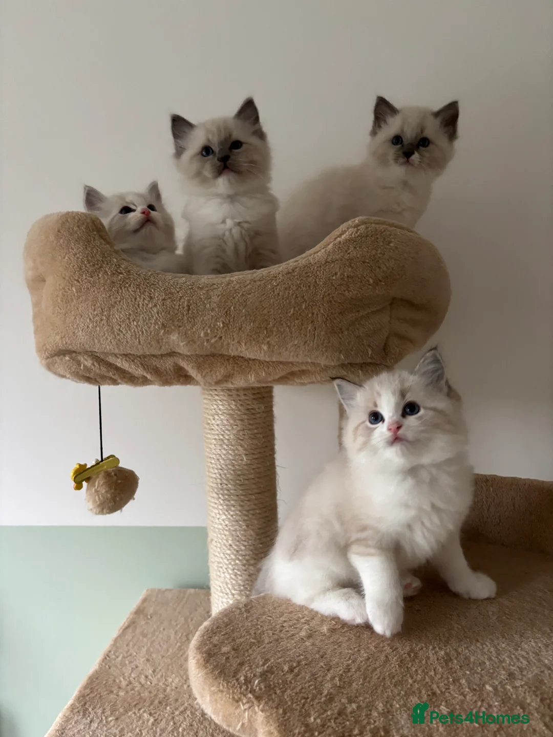 Ragdoll cats for sale: Cutieeeee Ragdoll Kitten - Advert 2