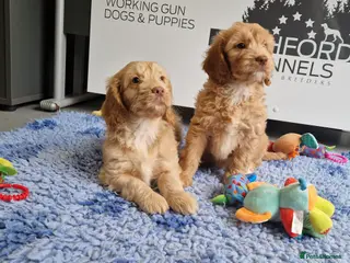 Cockapoo dogs STUNNING RARE COLOUR F1 TOY COCKAPOOS - Advert 2