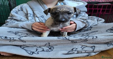 Whippet dogs - Advert 2