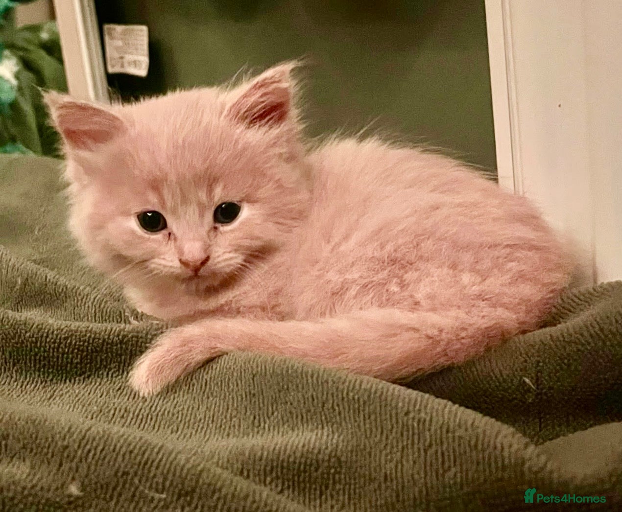 Mixed Breed cats for sale: Gorgeous ragdoll cross kittens  - Advert 8
