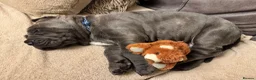 Neapolitan Mastiff dogs for sale: 2 puppies Neapolitan mastiff  - Advert 9