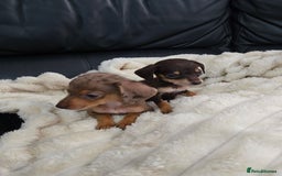 Miniature Dachshund dogs for sale: Miniature dachshunds  - Image 17