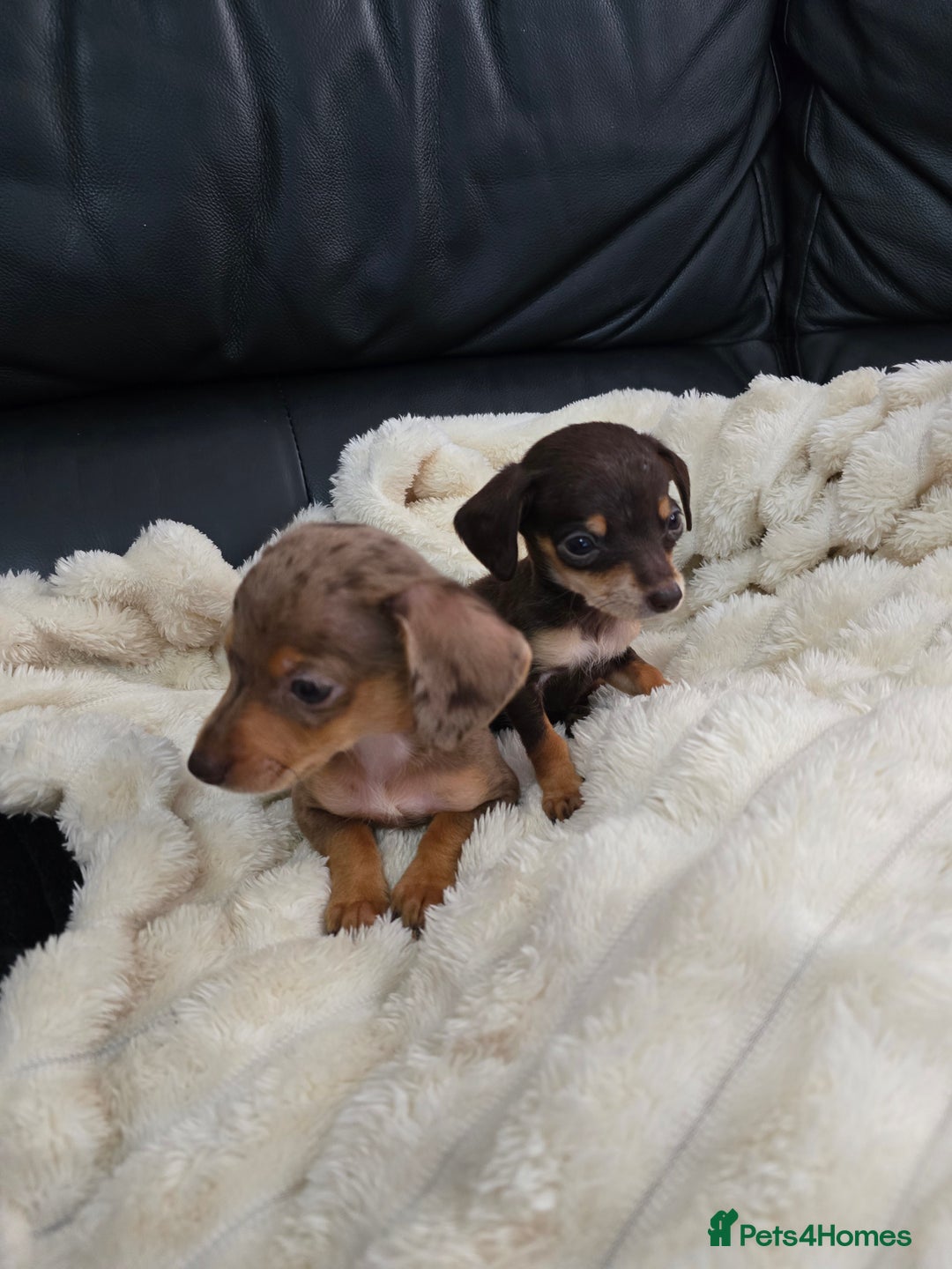 Miniature Dachshund dogs for sale: Miniature dachshunds  - Image 17
