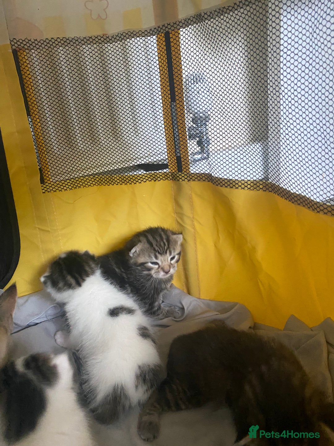 British Shorthair cats for sale: 4 kittens for sale  - Image 24