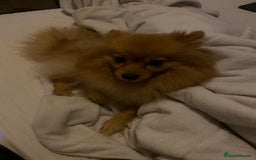 Pomeranian dogs for sale: Bonnie the Pomeranian - Image 6