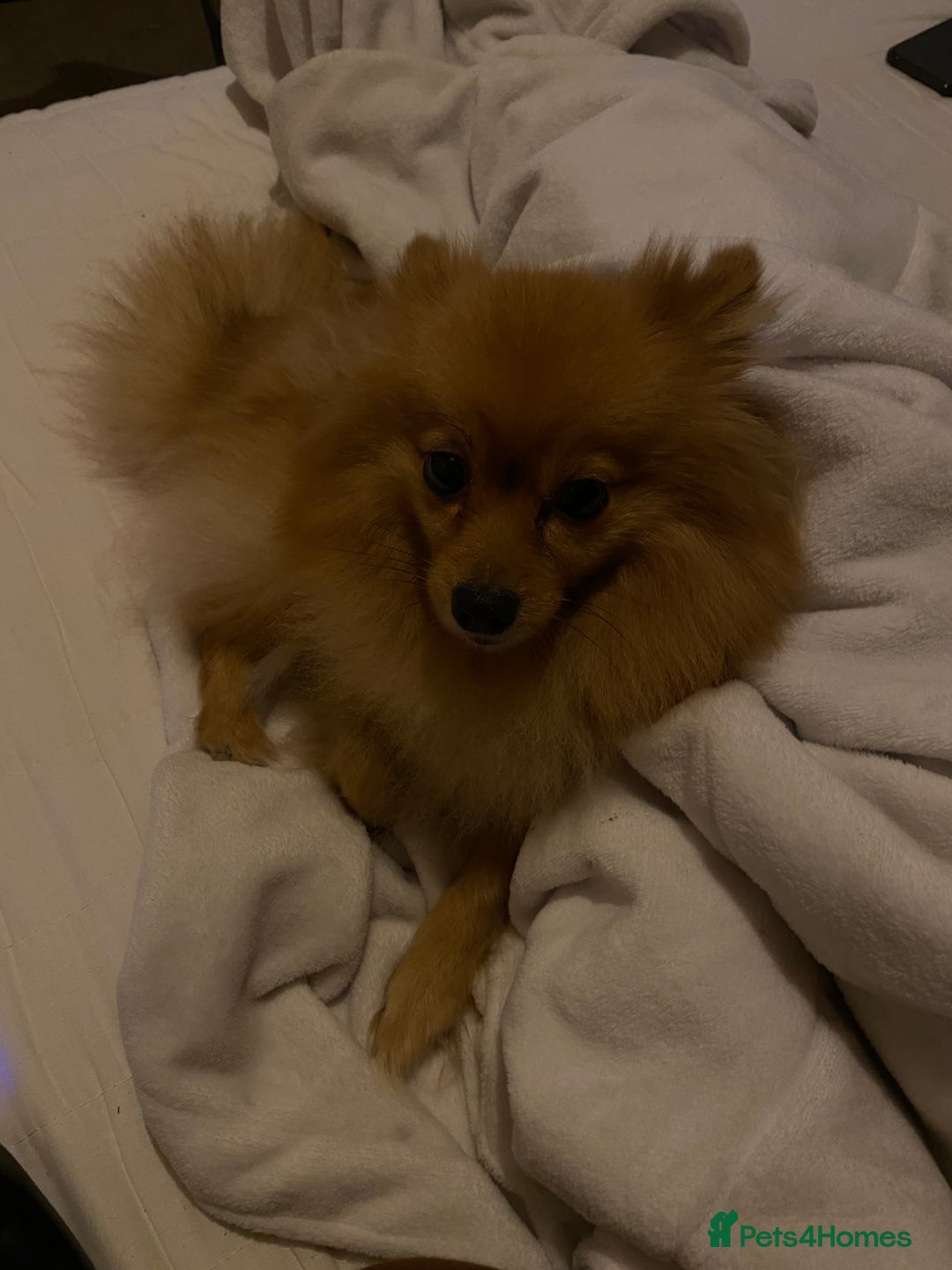 Pomeranian dogs for sale: Bonnie the Pomeranian - Image 6