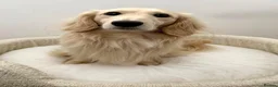 Miniature Dachshund dogs for stud: IVDD Screened Cream Mini Dachshund Long Hair Stud - Advert 3