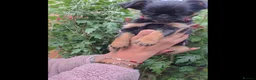 Griffon Bruxellois dogs for sale: Stunning Griffon Bruxellois puppies KC registered - Advert 8
