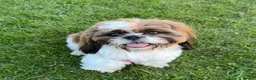 Shih Tzu dogs for stud: Benji - Proven Pedigree Shih Tzu for Stud in London - Advert 8