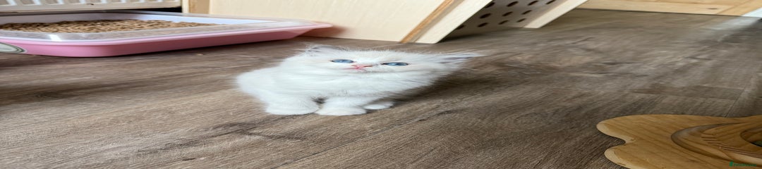 Ragdoll Kitten 4