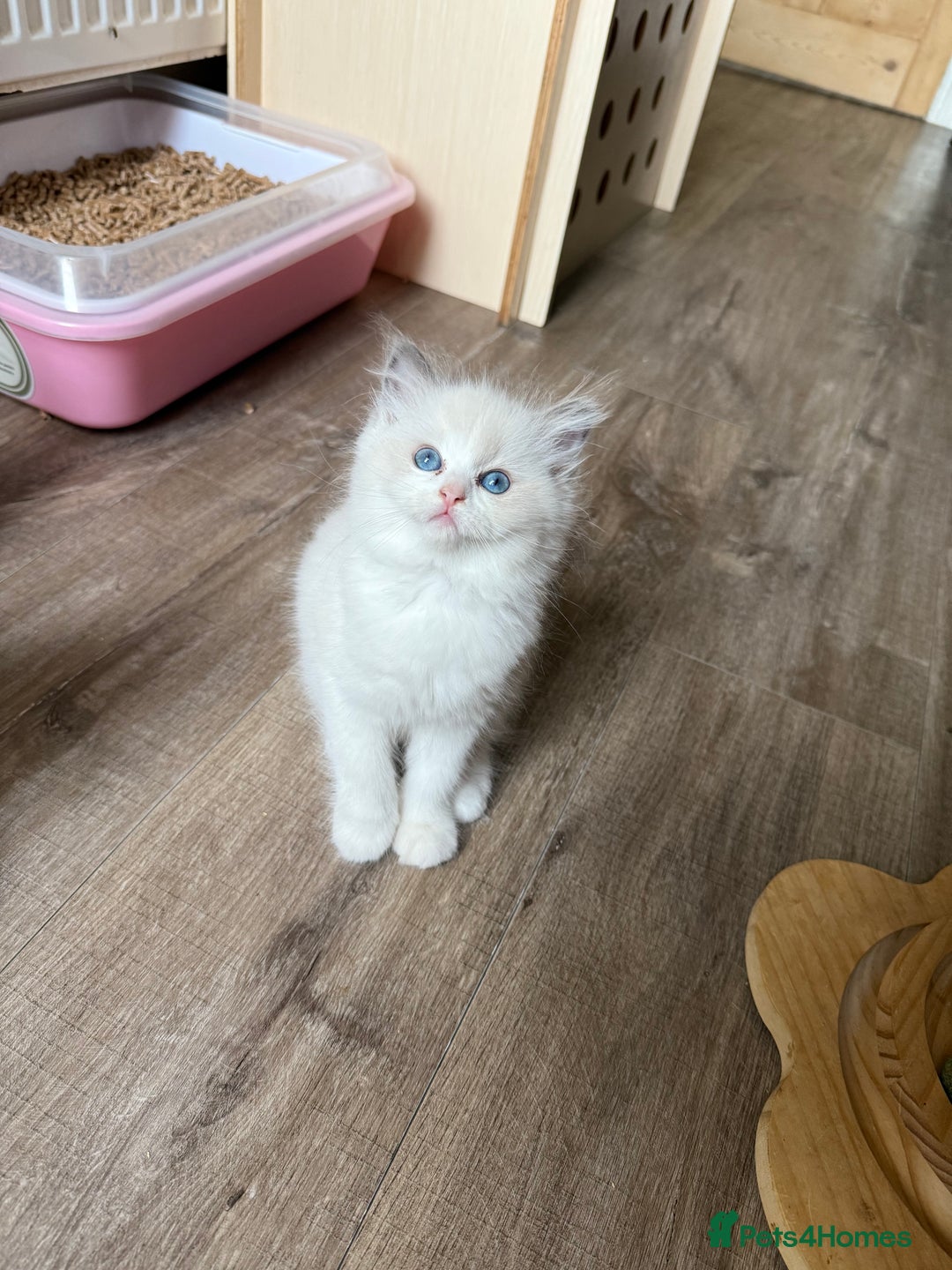 Ragdoll cats for sale: European ragdolls  - Image 10