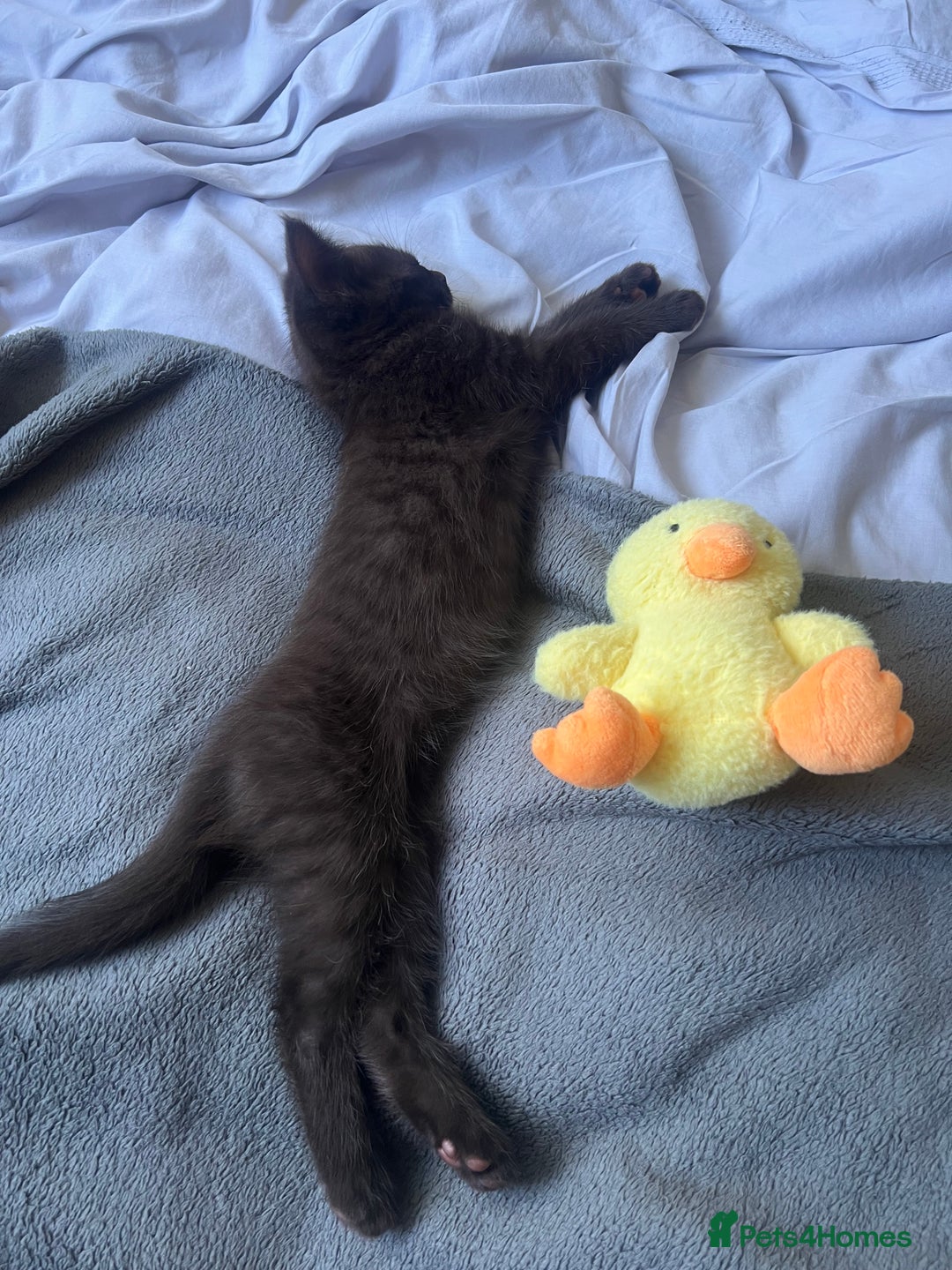 British Shorthair cats for sale: British shorthair beautiful kittens  - Image 2