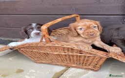Cocker Spaniel dogs for sale: Cocker spaniel puppies  - Advert 9