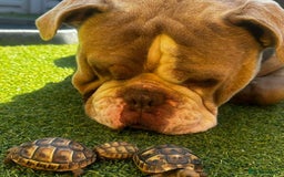 Olde English Bulldogge dogs for sale: Old English bulldoggee - Image 3