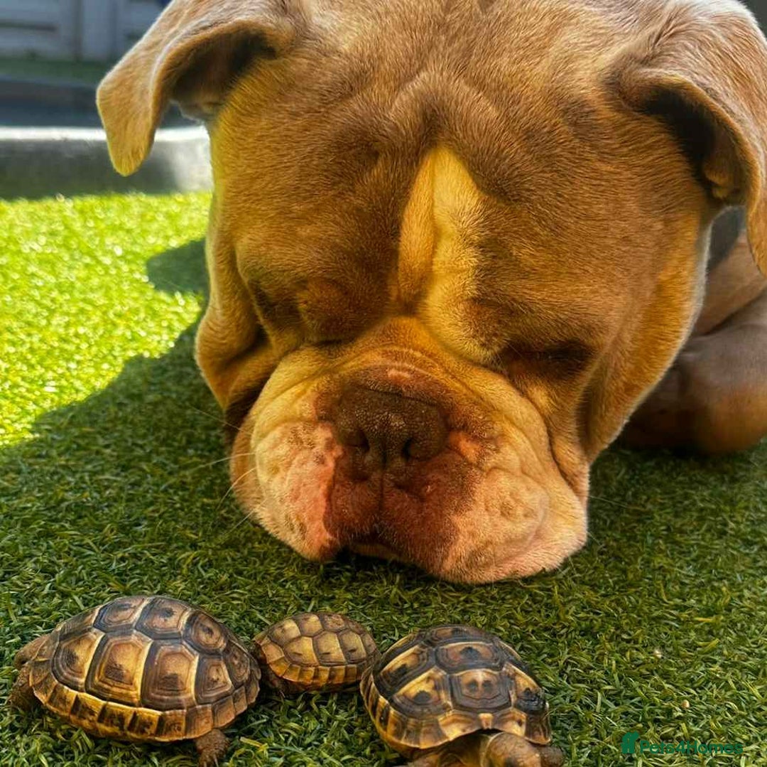 Olde English Bulldogge dogs for sale: Old English bulldoggee - Image 3