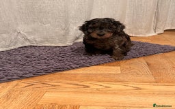 Cockapoo dogs for sale: Fb2 miniature cockapoo - Advert 30