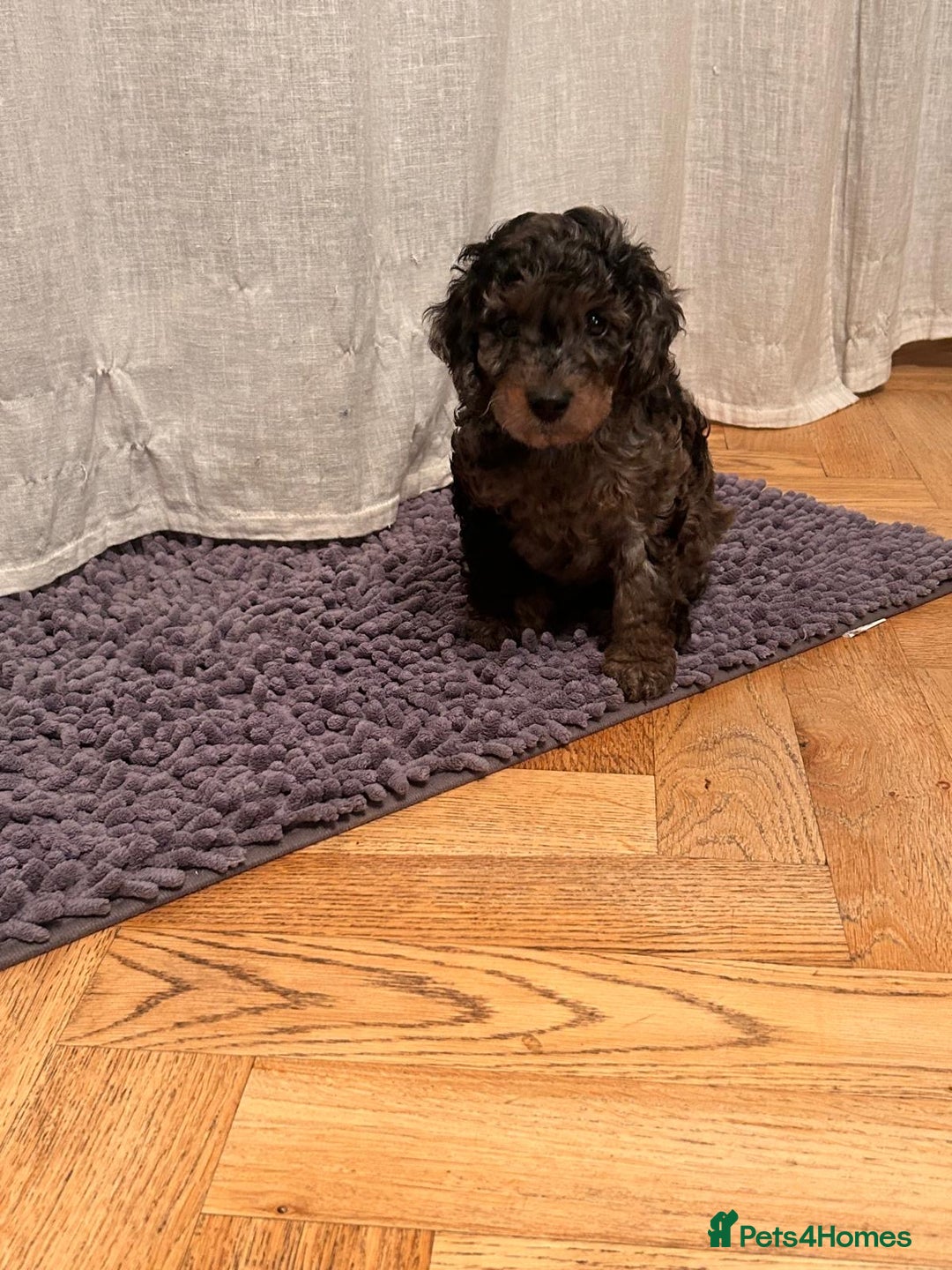 Cockapoo dogs for sale: Fb2 miniature cockapoo - Advert 30