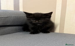 Mixed Breed cats for sale: 3 Black Male and 3 Black Female  - Image 7
